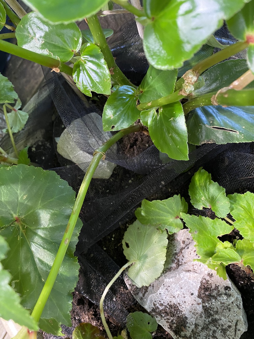 Detail of tulle in plant container