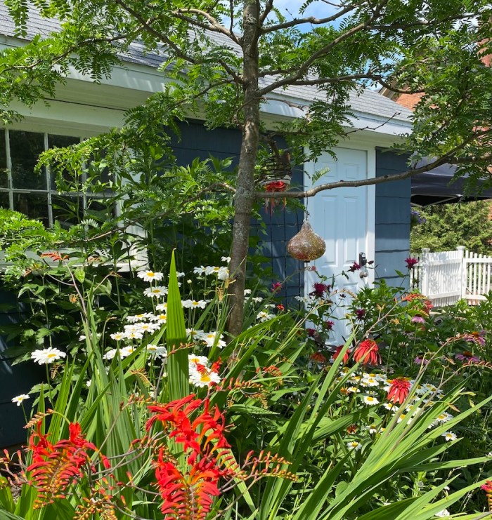 Alison's garden in summer