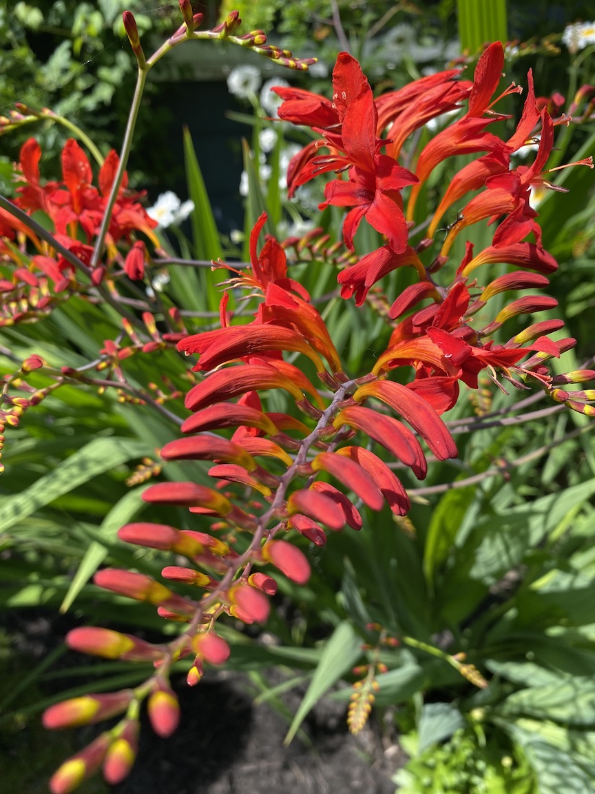 Crocosmia in a summer garden