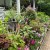 Front porch with flowering plants in pots