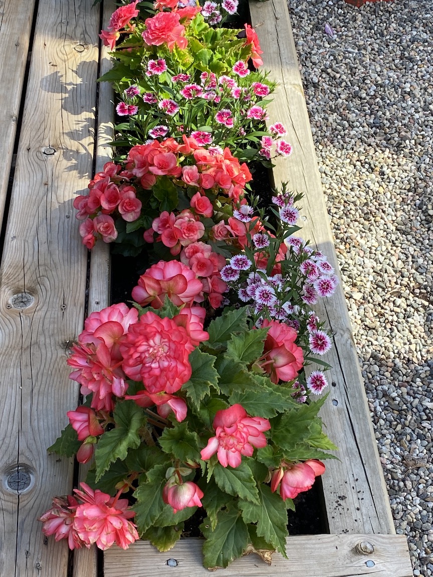 Red and pink flowers in a long low container planting