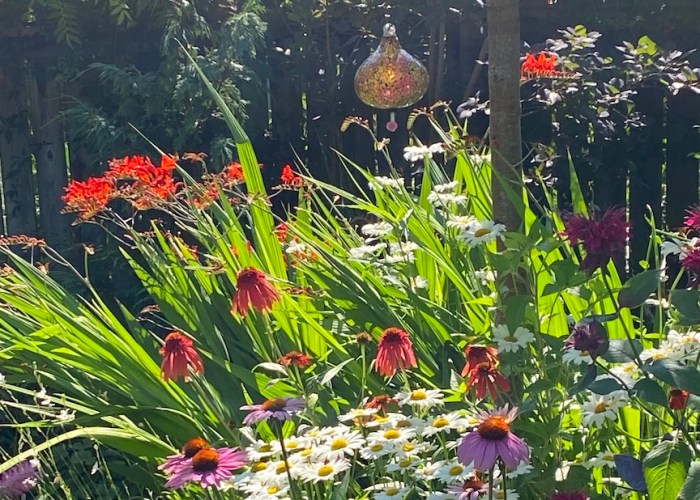 Summer flowers in the hot sun