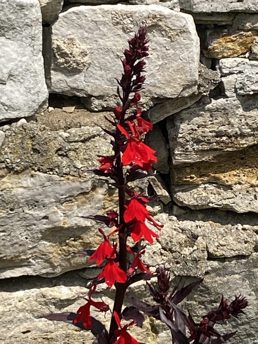 Bright red Lobelia against a stone wall