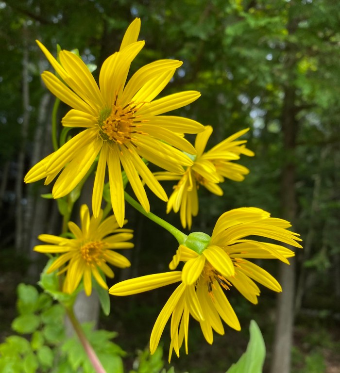 Cup flower blooms