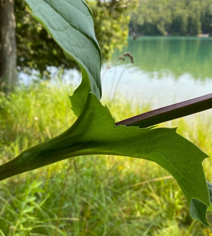 Leaves of Cup Flower