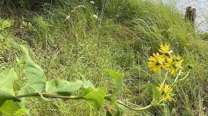 Horizontal Cup flower