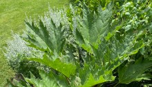 Rheum palmatum Chinese rhubarb