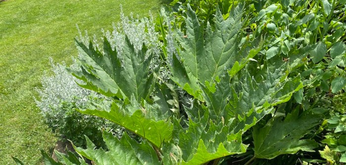Rheum palmatum Chinese rhubarb
