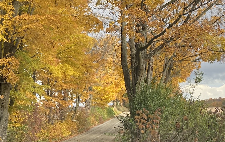 Country lane in autumn