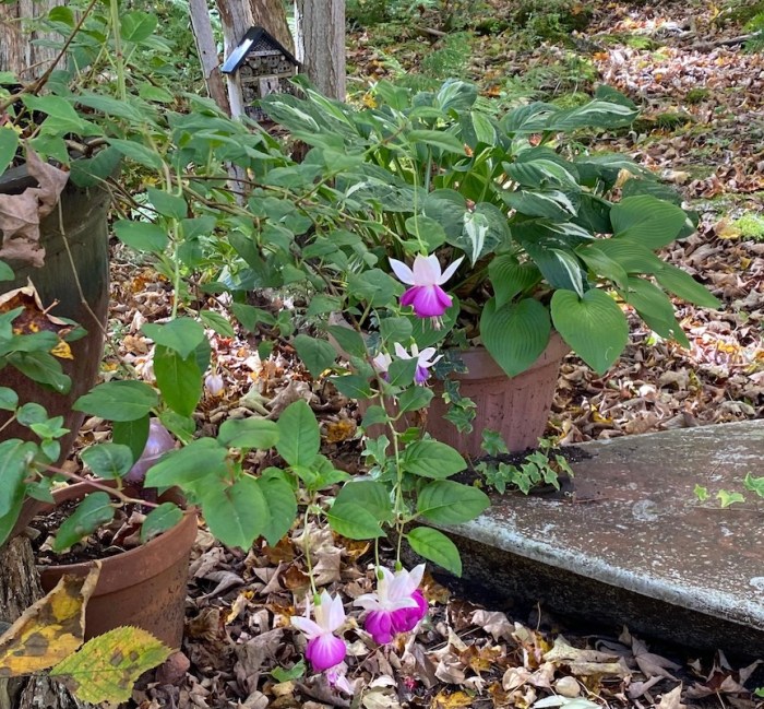 Fuchsias in fall