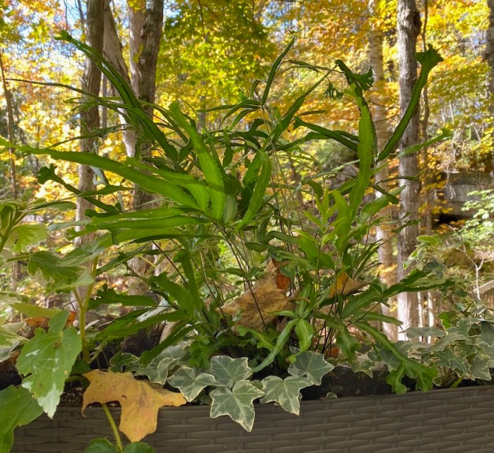 Birds foot fern in autumn