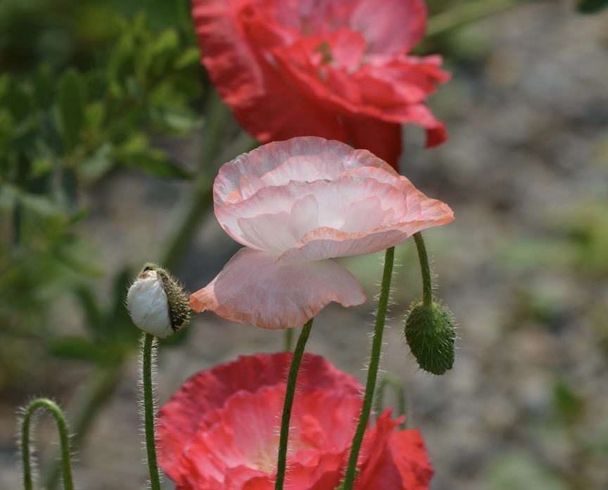 Poppies in bloom