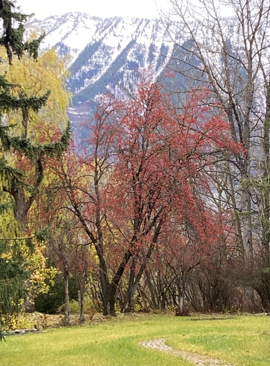Mountain ash in garden