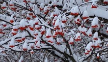 Snow capped Mountain Ash berries