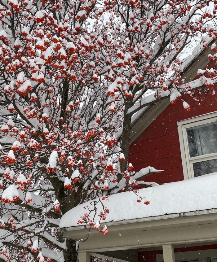Mountain Ash near house