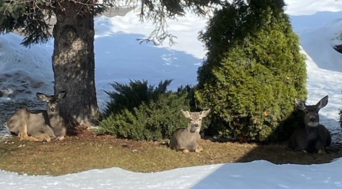 Three deer under a tree