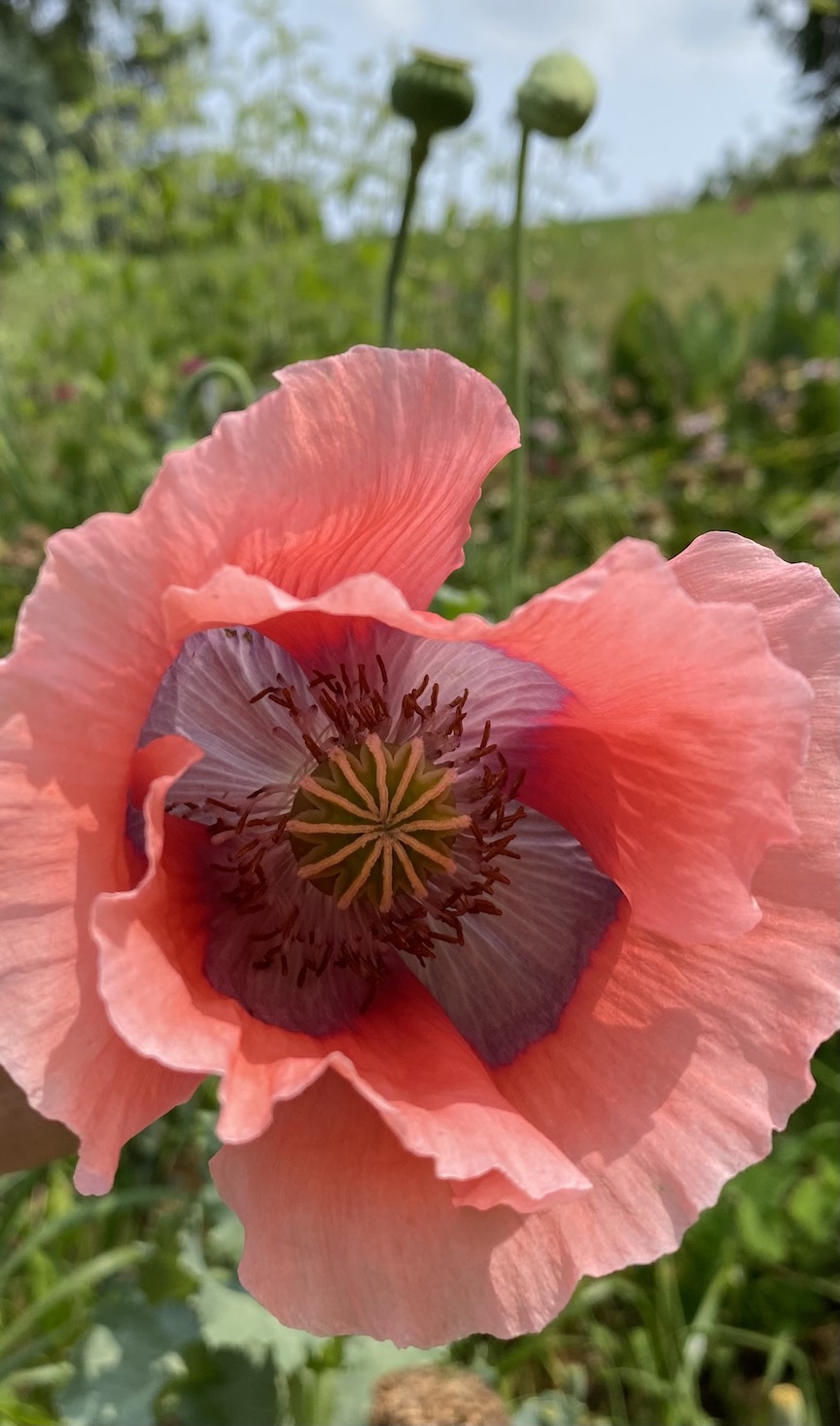 Oriental poppy bloom