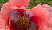 Oriental poppy bloom