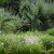 Meadow and trees