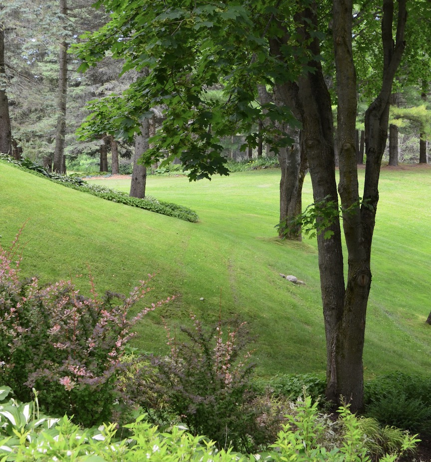 Lawn and trees in woodland garden