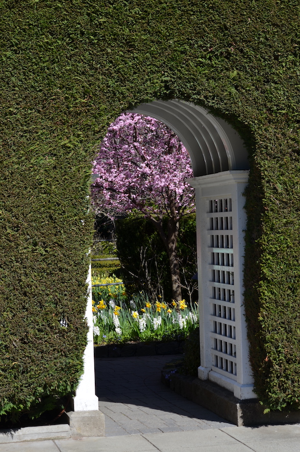 Entrance through hedge