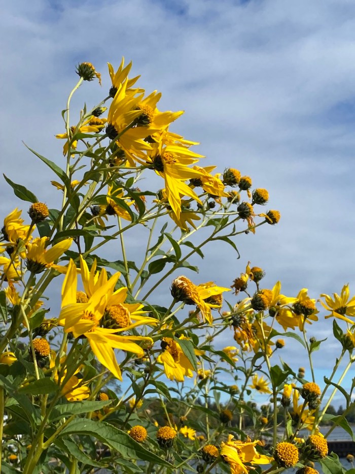 Giant sunflowers