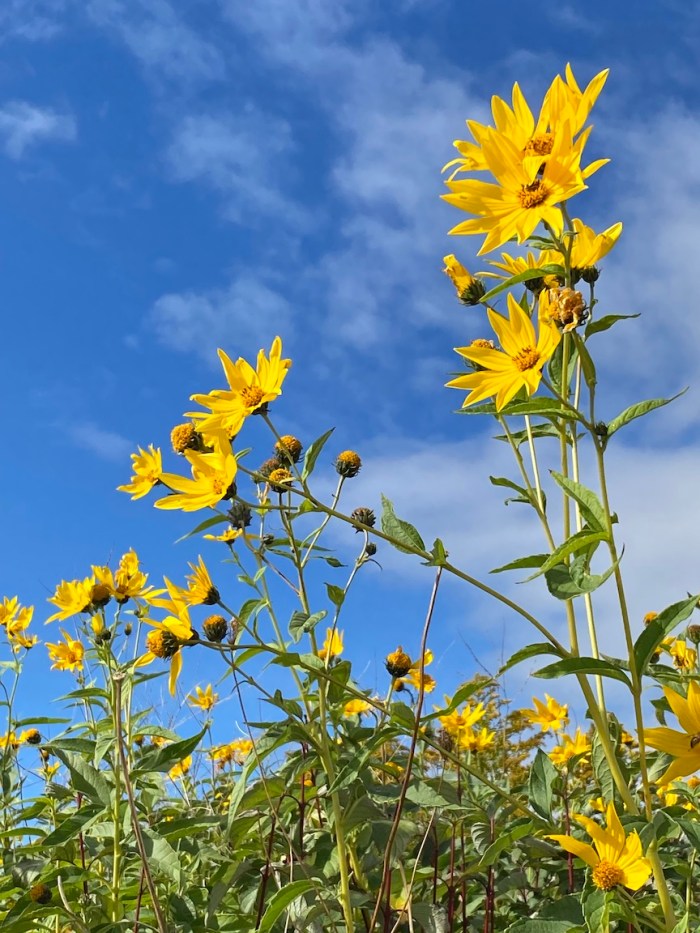 Helianthus giganteus