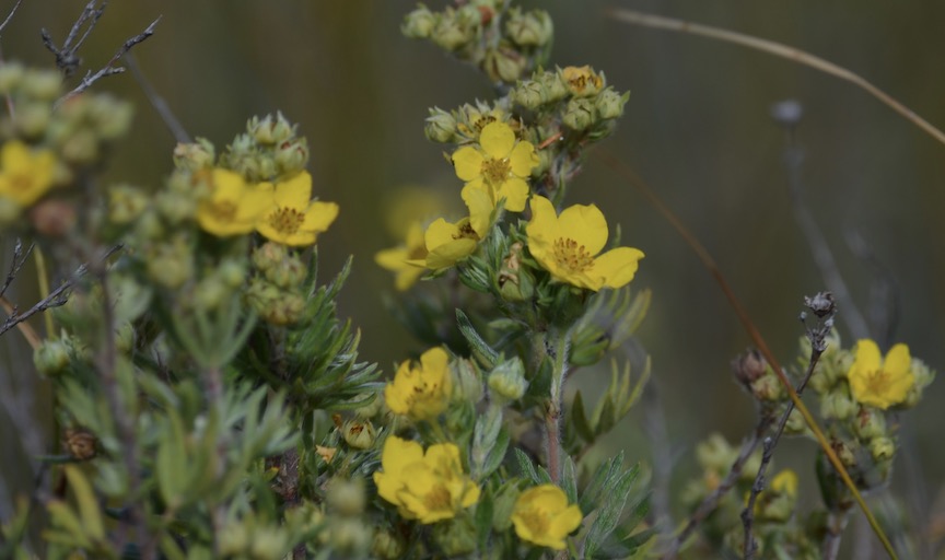 Shrubby yellow wildflower