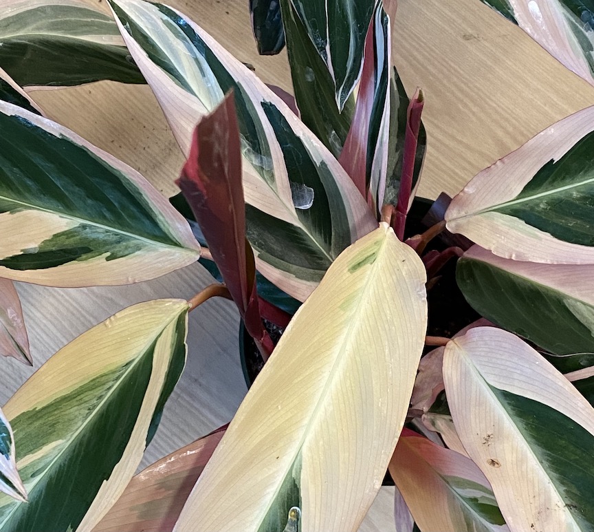 Stromanthe leaves in cream, green and burgundy