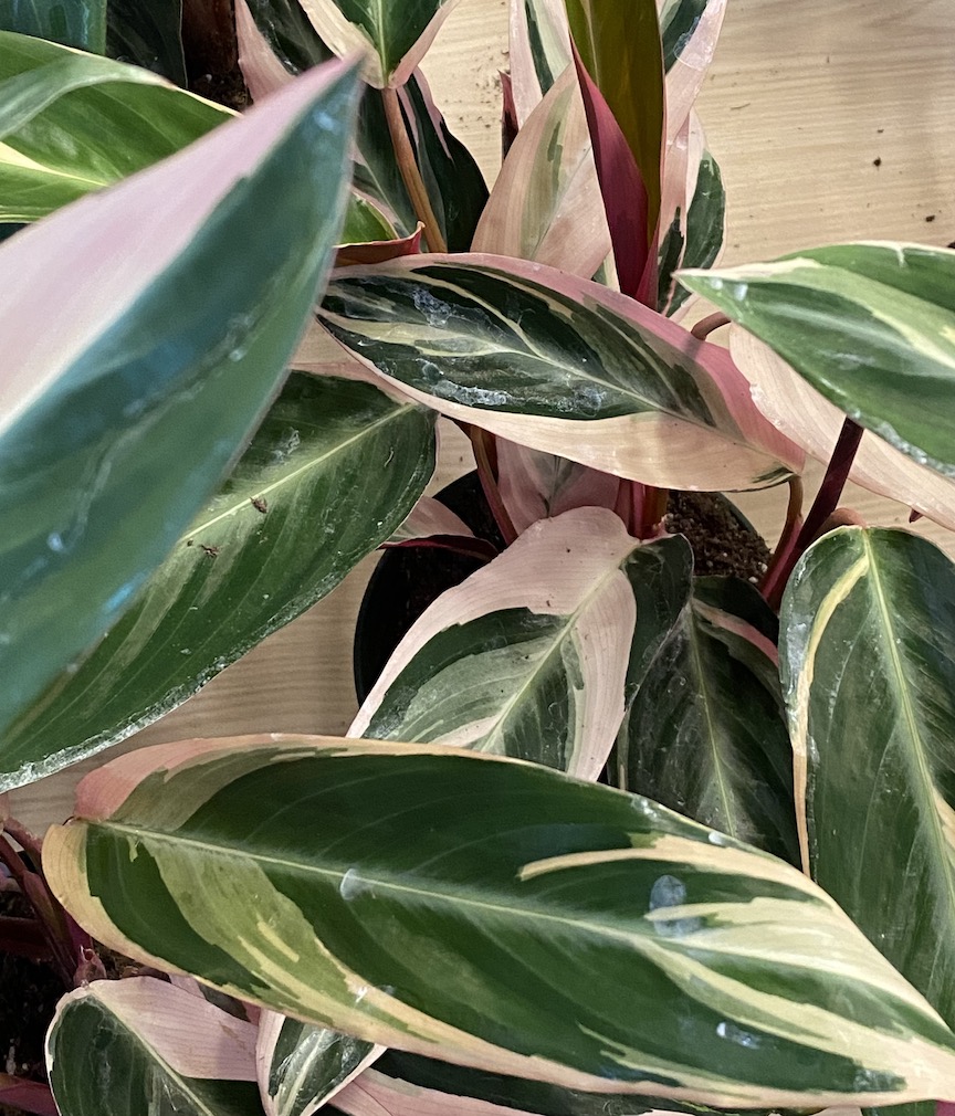 Leaves of Stromanthe