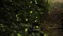 Image of fireflies