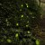 Image of fireflies