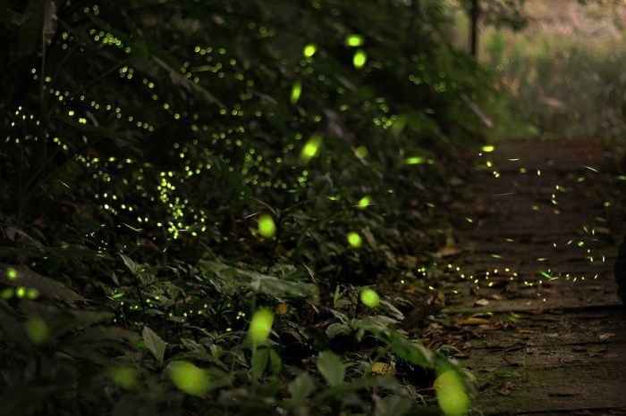 Image of fireflies