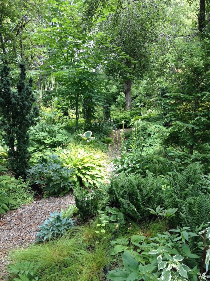 A path through a woodland garden