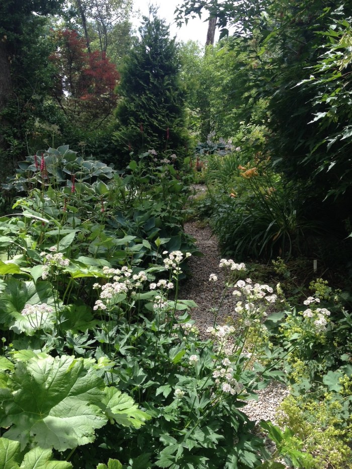 Tall trees and ornamental plants in wooded garden