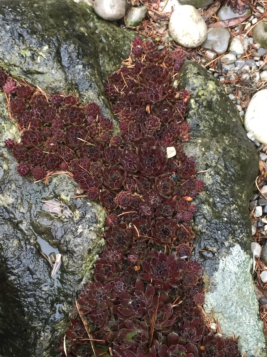 Succulents in rock