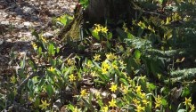 Trout lily in Ontario