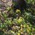 Trout lily in Ontario