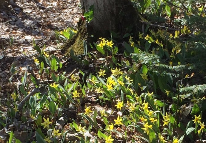 Trout lily in Ontario