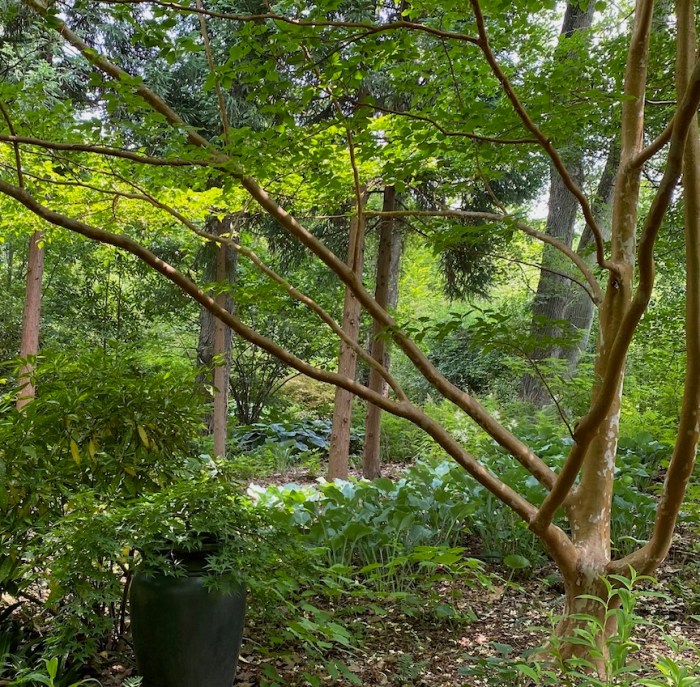 Woodland garden hero tree