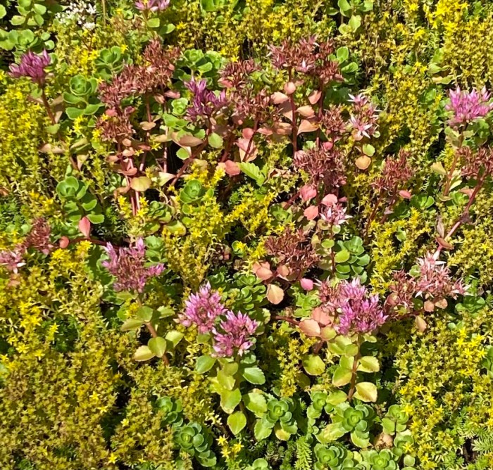 Tapestry planting detail