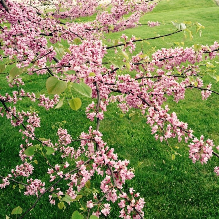 Redbud blooms in spring