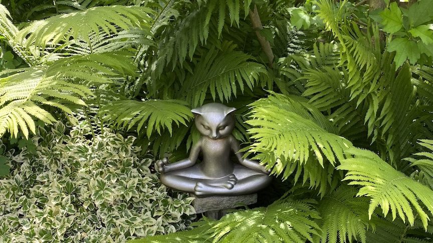 Yoga cat in garden
