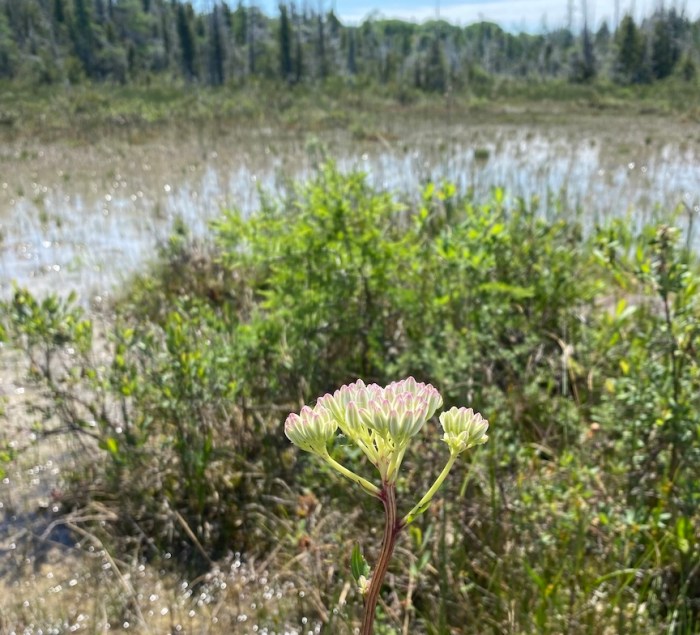 Indian plantain in fen