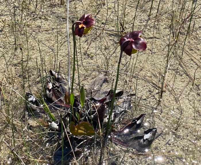 Pitcher plant in fen