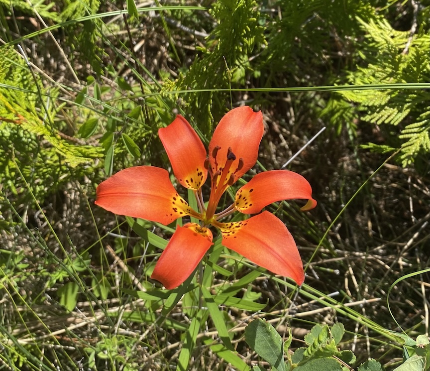 Wood Lily close up