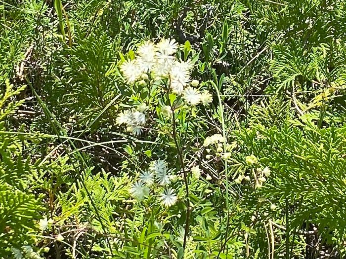 Tall Meadow-rue