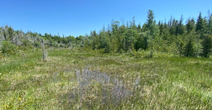 Oliphant fen in summer