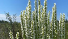 Tall White Bog Orchid