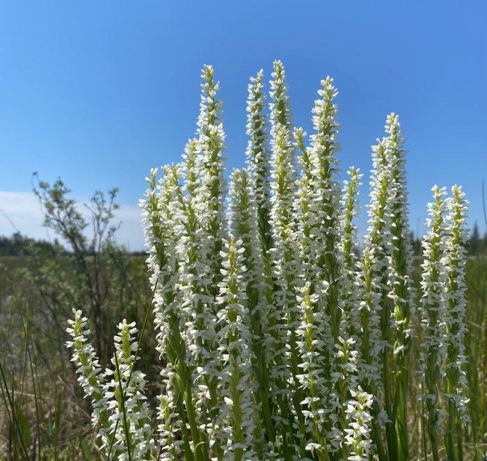 Tall White Bog Orchid
